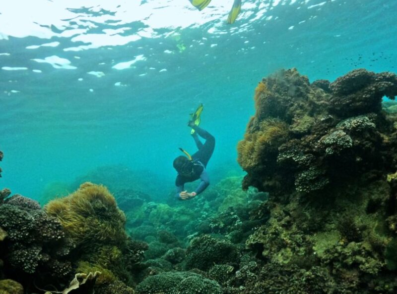Phu Quoc Small-group Snorkeling to the Coral Jungle Reef - Key Points