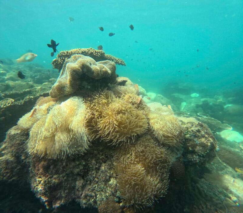 Phu Quoc: Snorkeling and Island Hopping by Speedboat & Lunch - Pickup and Transfer