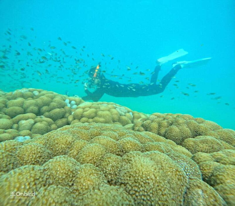 Phu Quoc: Speed Boat Tour 4 Islands - 2 Reefs Snorkeling - Itinerary and Activities