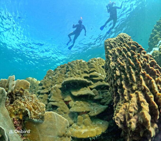 Phu Quoc: Speed Boat Tour 4 Islands - 2 Reefs Snorkeling - Exploring the Islands and Reefs