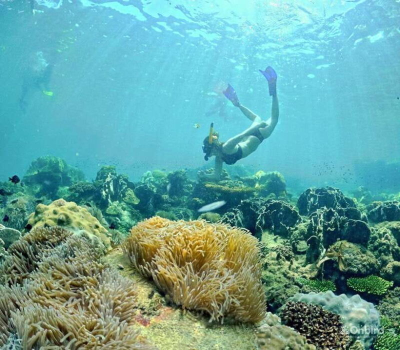 Phu Quoc Speedboat Pro Snorkeling: 4 Islands-2 Reefs & Meal - Inclusions and Equipment