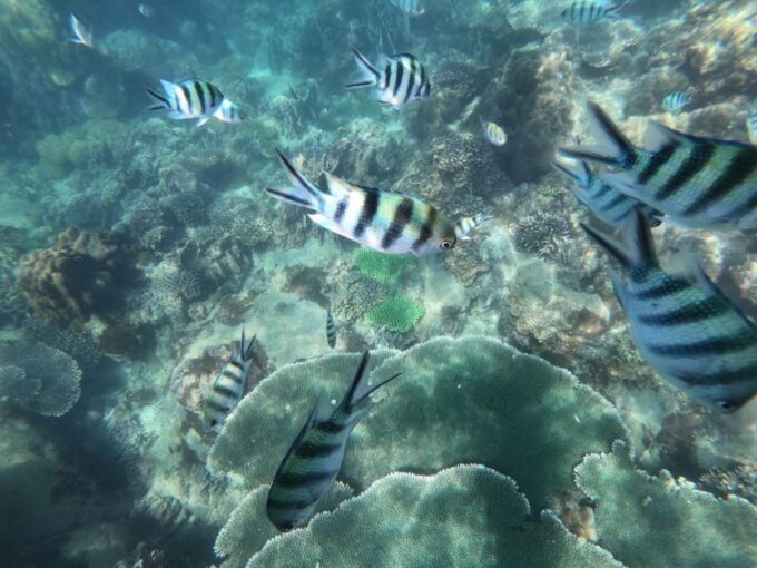 Phu Quoc: Speedboat Tour of 4 Islands With Snorkeling & BBQ - Frequently Asked Questions