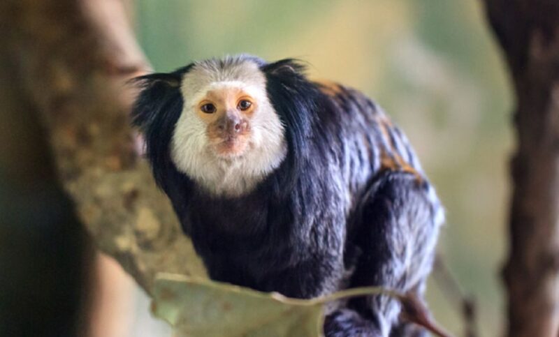 Phu Quoc: Vinpearl Safari Park Entry Ticket - Inclusions and Exclusions