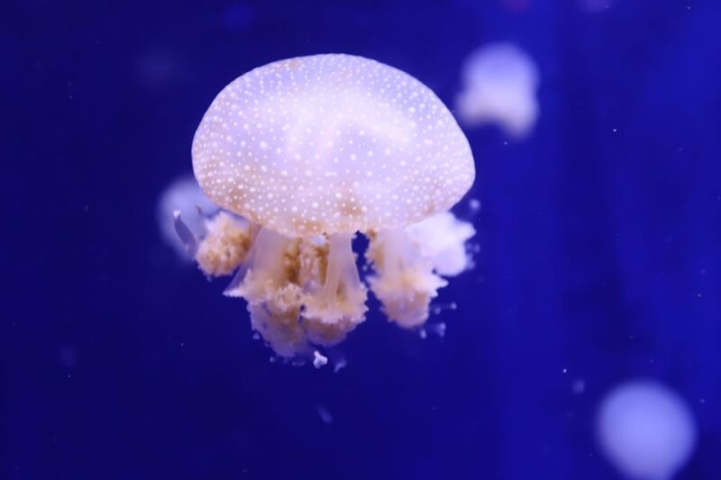 Phu Quoc: Vinwonders Entry Ticket With Optional Safari - Aquarium and Marine Life