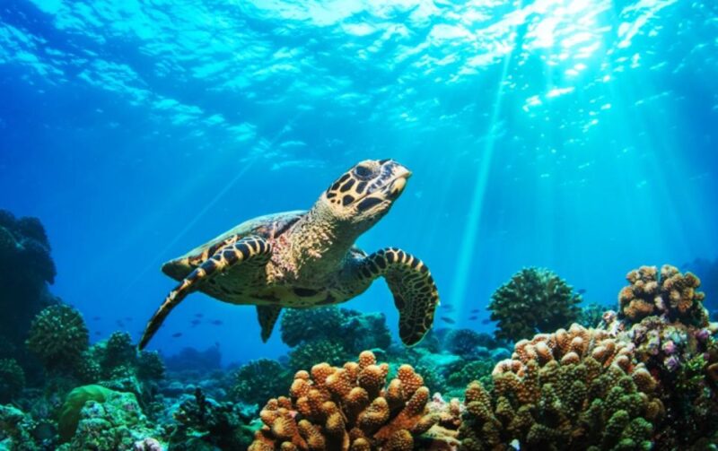 Phuket: 2 Days Itinerary Similan & James Bond Islands Tour - Inclusions and Exclusions