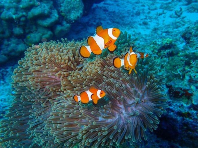 Phuket: 2 Days Itinerary Similan & James Bond Islands Tour - Customer Reviews