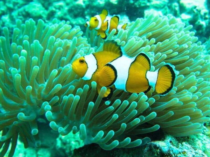 Phuket: 3 Khai Islands Snorkeling and Relaxation Tour - Itinerary and Activities