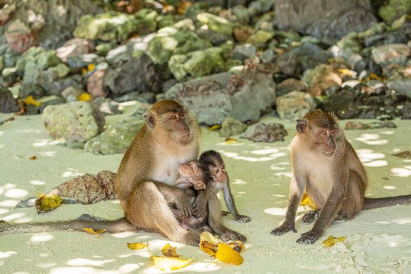 Phuket: Bamboo Island and Phi Phi Islands by Fast Catamaran - Itinerary and Experience