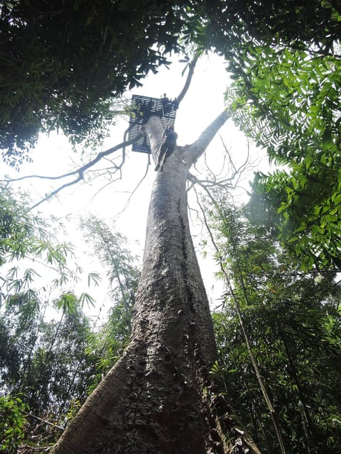 Phuket: Big Buddha Viewpoint ATV Tour and Zipline Adventure - ATV Ride Through Rubber Jungle