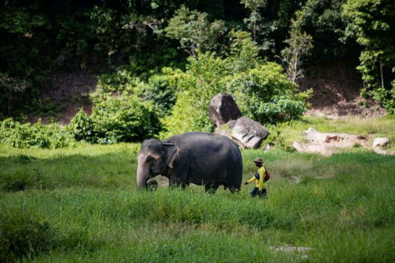 Phuket: Bukit Elephant Park Sanctuary Walk and Feed Tour - The Experience: What You Can Expect
