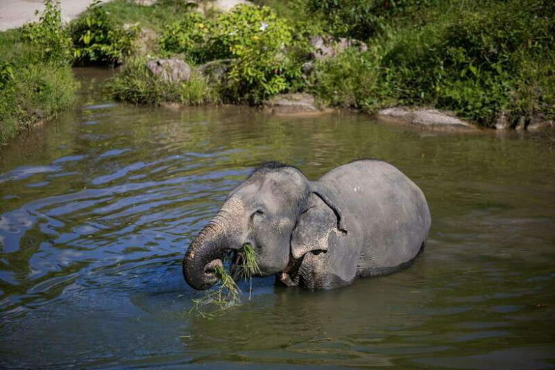 Phuket: Bukit Elephant Park Sanctuary Walk and Feed Tour - Practical Details and Tips