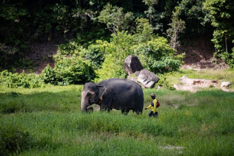 Phuket: Bukit Elephant Park Sanctuary Walk and Feed Tour - Experience Highlights