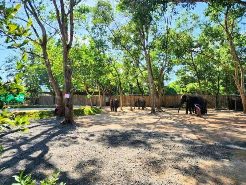 Phuket City Tour with Viewpoints, Temples & Elephant Feeding - Panoramic Views and Natural Beauty from Khao Rang Hill