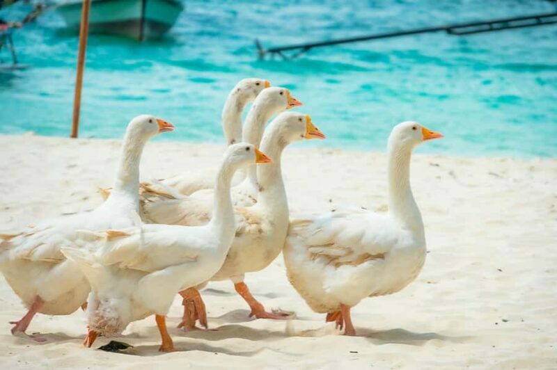 Phuket: Coral, Racha, Promthep Island Catamaran Trip & Lunch - The Itinerary and What to Expect