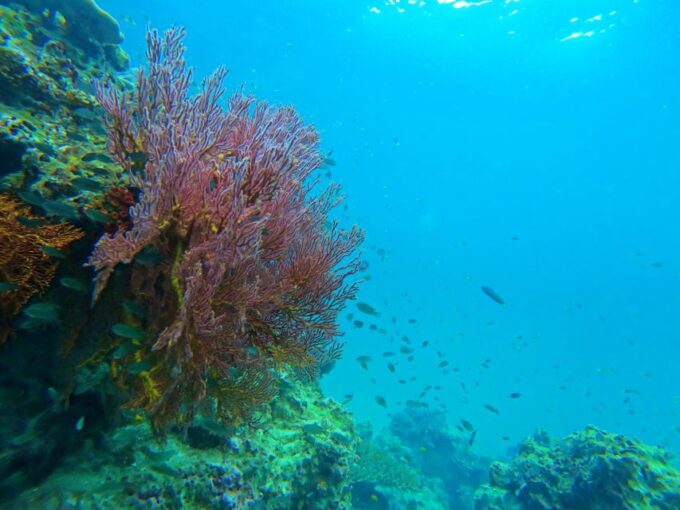 Phuket: Deluxe Phi Phi Tour by Speedboat & Lunch Buffet - Customer Reviews