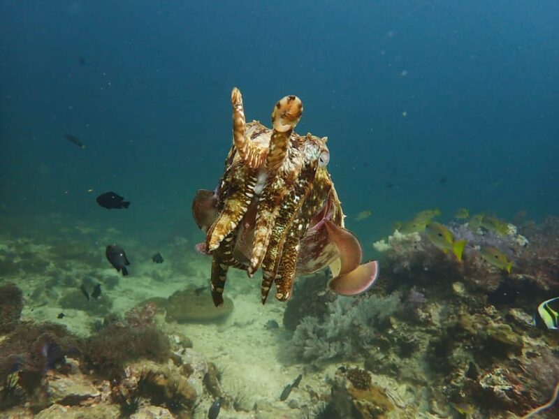 Phuket: Discover Scuba Diving 2 Dives Racha Yai FREE PHOTOS - Highlights of the Dive Locations