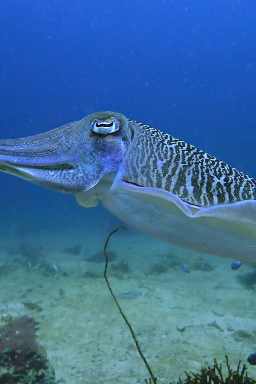 Phuket: Discover Scuba Diving 2 Dives Racha Yai FREE PHOTOS - Itinerary and Transportation
