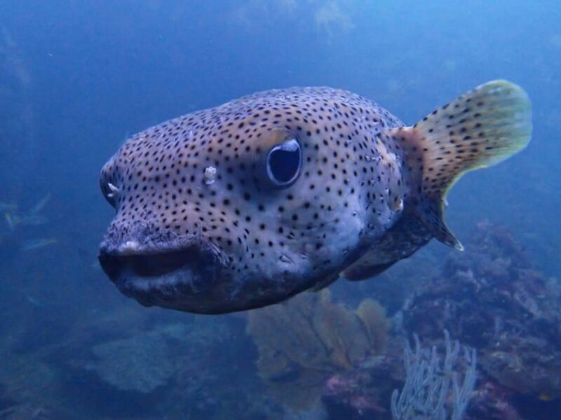 Phuket: Discover Scuba Diving 2 Dives Racha Yai FREE PHOTOS - Age and Health Restrictions
