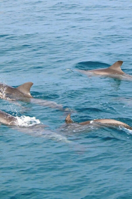 Phuket Dolphin Quest: Racha & Maiton Island Expedition - Exploring Racha Islands