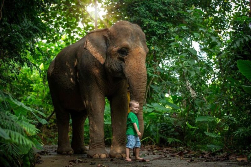 Phuket: Elephant Care Camp Visit and Elephant Jungle Walk - Key Points