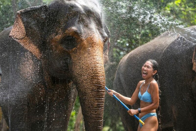 Phuket: Elephant Care Camp Visit and Elephant Jungle Walk - Experience Highlights