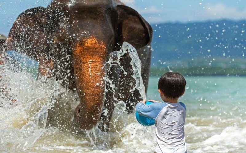 Phuket: Elephant Care Camp Visit and Elephant Jungle Walk - Customer Feedback