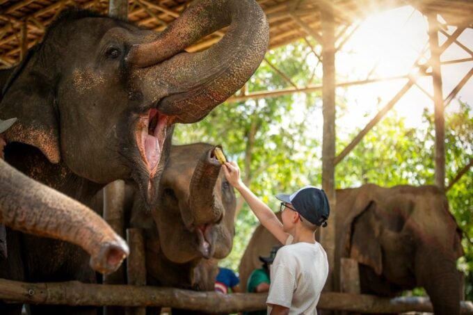 Phuket: Elephant Care Camp Visit and Elephant Jungle Walk - Sustainability and Elephant Care