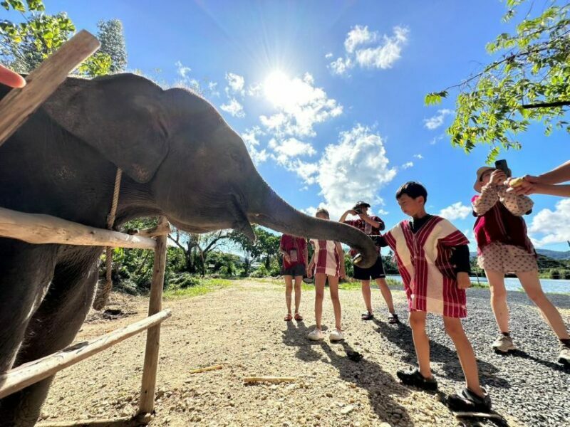 Phuket: Elephant Experience with Lunch or Dinner and Pickup - Key Points