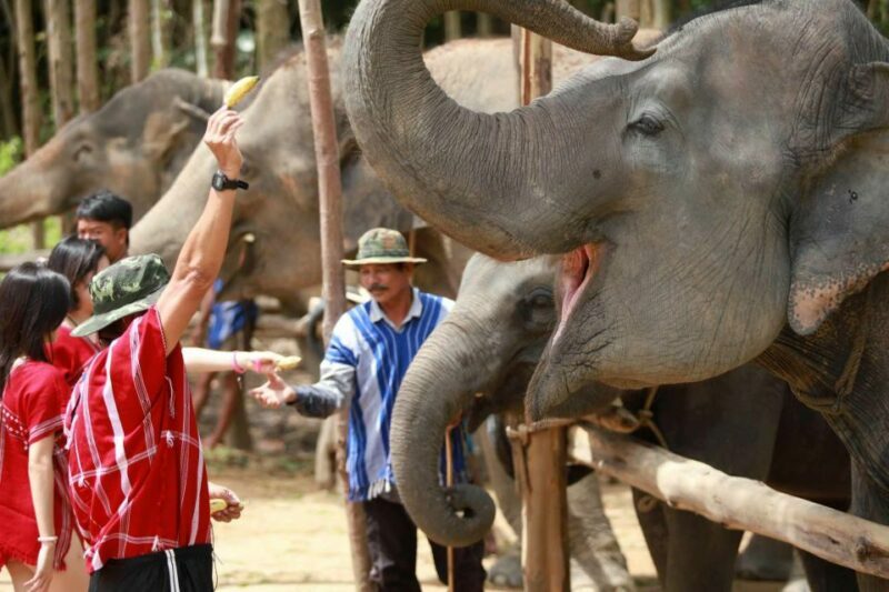 Phuket: Elephant Experience with Lunch or Dinner and Pickup - An In-Depth Look at the Phuket Elephant Experience