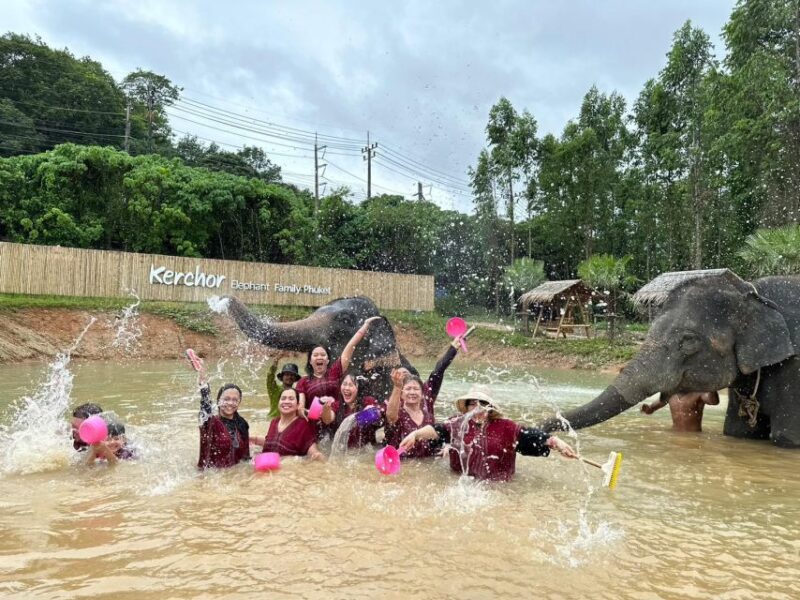 Phuket: Elephant Experience With Lunch or Dinner and Pickup - Highlights of the Experience