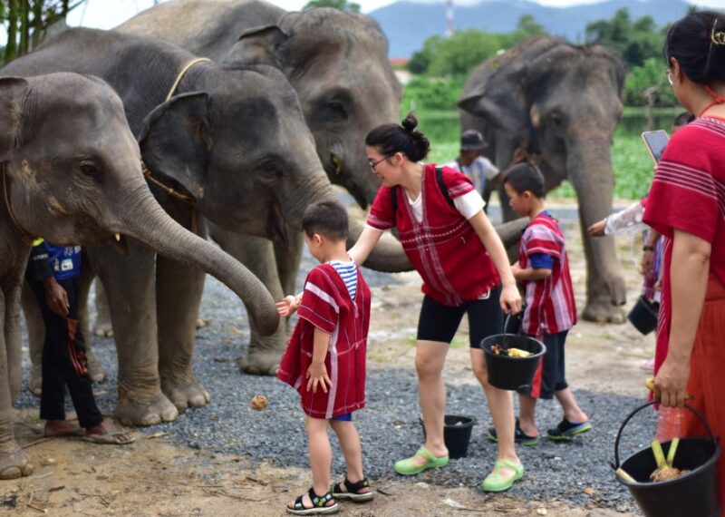 Phuket: Elephant Experience With Lunch or Dinner and Pickup - Activity Details