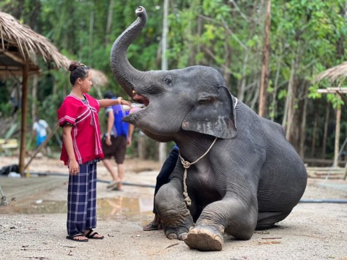 Phuket: Elephant Experience With Lunch or Dinner and Pickup - What to Bring and Restrictions