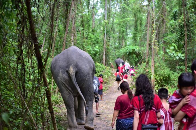 Phuket: Elephant Experience With Lunch or Dinner and Pickup - Frequently Asked Questions