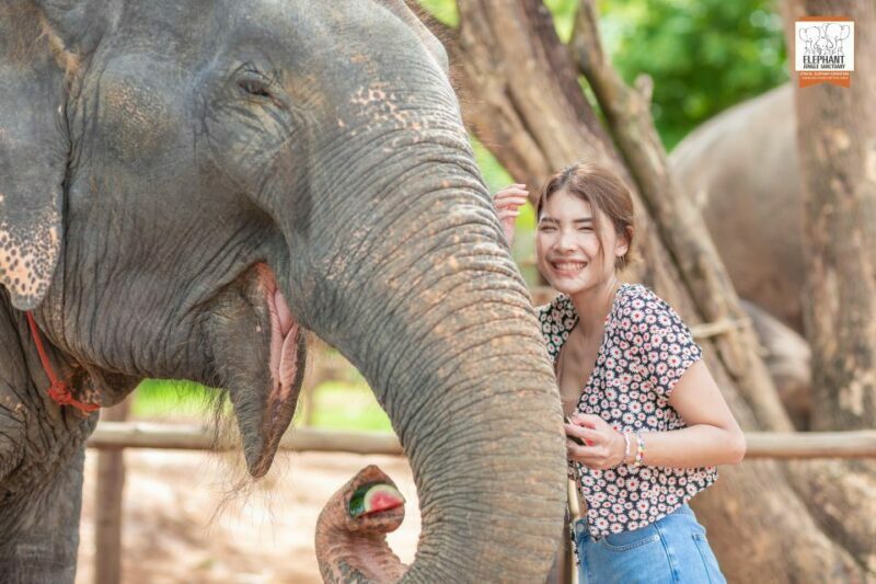 Phuket: Elephant Jungle Sanctuary Ethical Feeding Experience - An Honest Look at the Elephant Jungle Sanctuary Phuket Experience