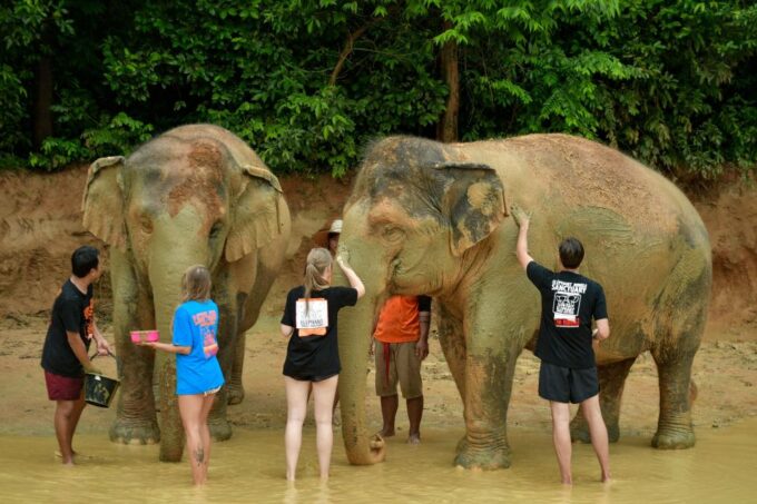 Phuket: Elephant Jungle Sanctuary Half-Day Visit With Meal - Customer Feedback and Ratings