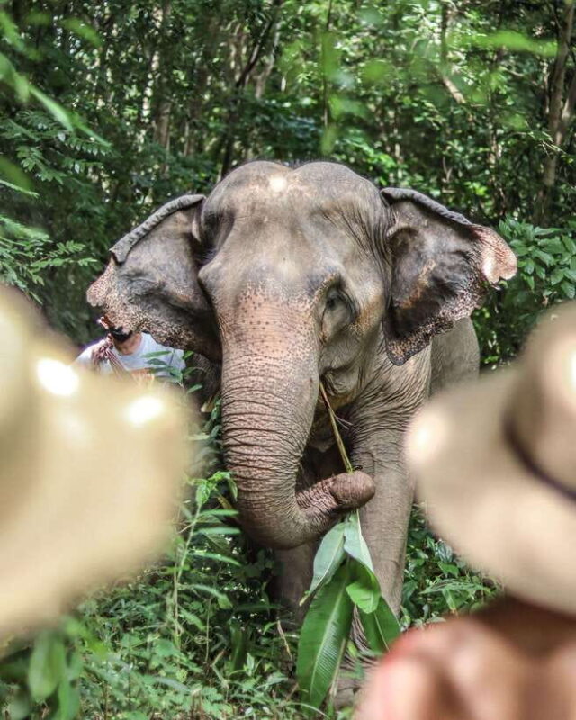 Phuket: Elephant Nature Reserve Entry Ticket and Guided Tour - Ethical Sanctuary Focus