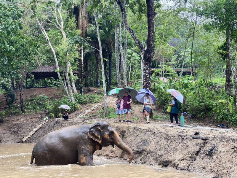 Phuket: Elephant Nature Reserve Entry Ticket and Guided Tour - Tour Highlights and Activities