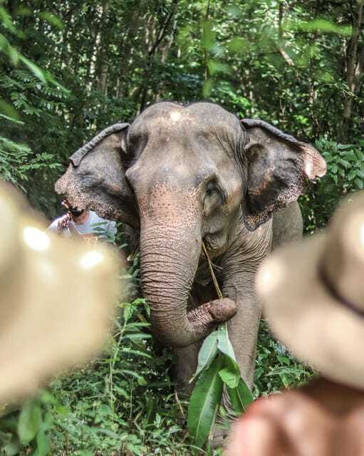 Phuket: Elephant Nature Reserve Entry Ticket and Guided Tour - Visitor Reviews and Feedback