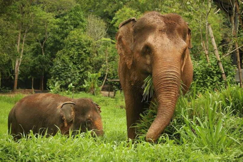 Phuket: Elephant Nature Reserve Entry Ticket and Guided Tour - Important Information for Visitors