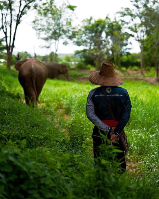 Phuket Elephant Nature Reserve - Short 90min - Observing Daily Elephant Routines