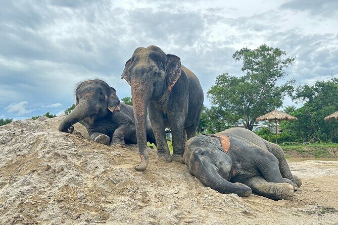 Phuket: Elephant Nature Walk - Guided Tour with Transport - Key Points