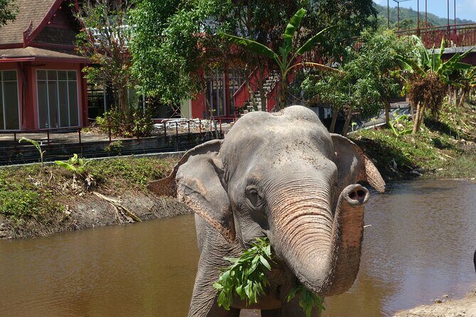 Phuket: Elephant Nature Walk - Guided Tour with Transport - An In-Depth Look at the Experience
