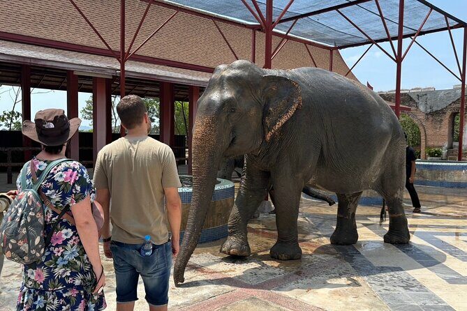 Phuket: Elephant Nature Walk - Guided Tour with Transport - FAQ