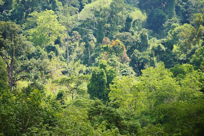 Phuket Elephant Sanctuary Canopy Walkway Tour - Transportation Options