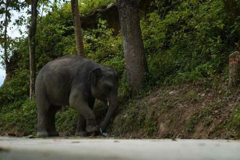 Phuket: Elephant Sanctuary Guided Tour with Hotel Transfers - Why This Tour Matters