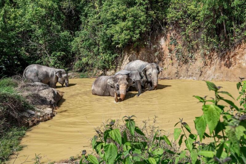 Phuket: Elephant Sanctuary Guided Tour With Hotel Transfers - Transportation Details