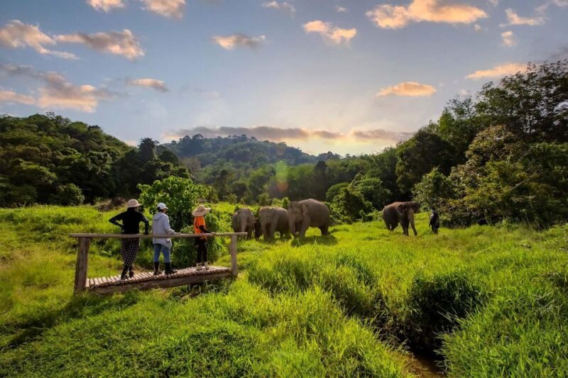 Phuket: Elephant Sanctuary Guided Tour With Hotel Transfers - Experience Highlights