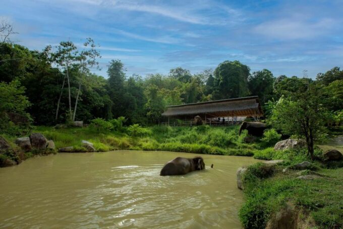 Phuket: Elephant Sanctuary Guided Tour With Hotel Transfers - Exploring the Sanctuary