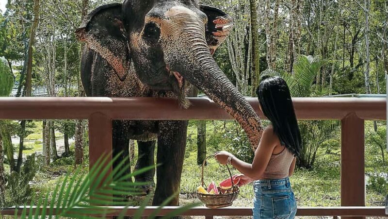 Phuket: Elephant Sanctuary Tour - Canopy Walk & Feeding - The Experience in Detail