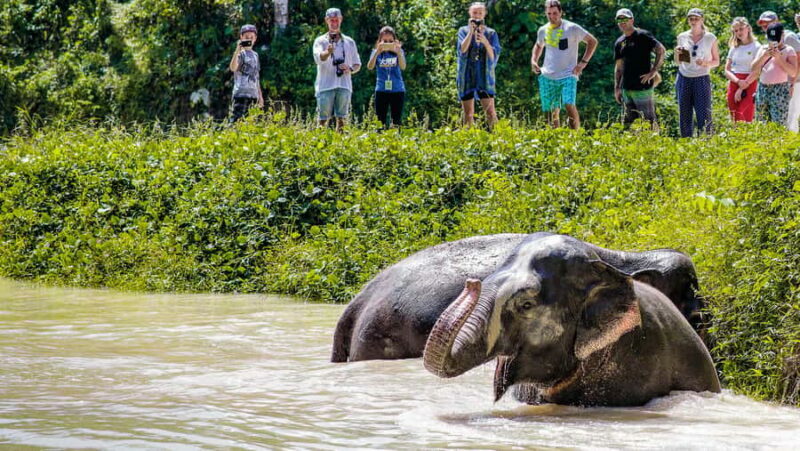 Phuket: Elephant Sanctuary Tour - Canopy Walk & Meal - Key Points